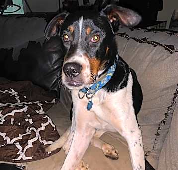 Photo of Max