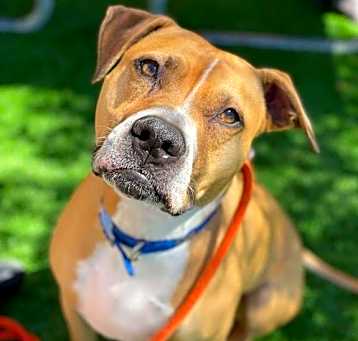 Photo of Ginger - I Need A Foster!