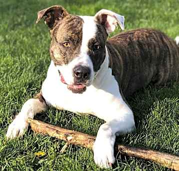 Photo of Merry