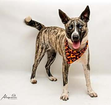 Photo of Dallas