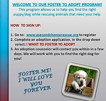 Photo of I WANT TO FOSTER TO ADOPT