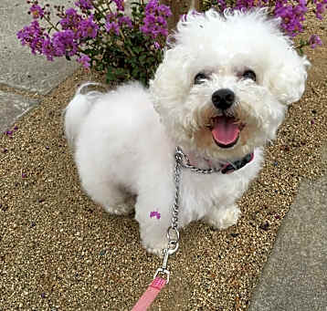 Photo of Vivi