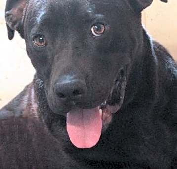 Photo of Buck