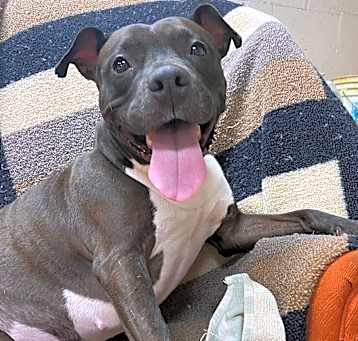 Photo of Shelby