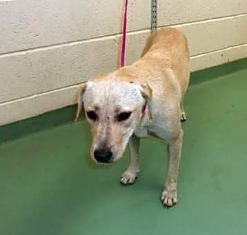 Photo of Sheba