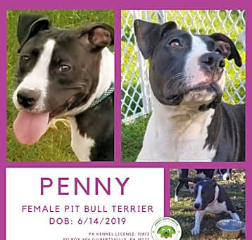 Photo of Penny