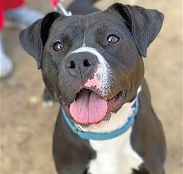 Photo of Cindy Lu *Adopt or Foster*