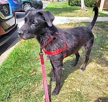 Photo of Shadow