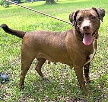 Photo of Mocha