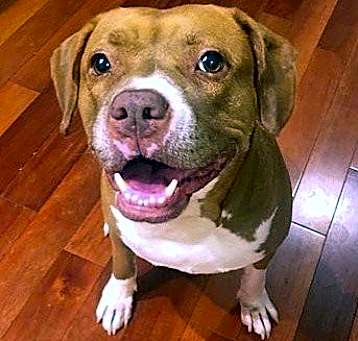 Photo of Jenna - *SUPER URGT* NEEDS IMMED FOSTER