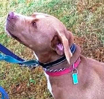Photo of Diamond *Adopt or Foster*