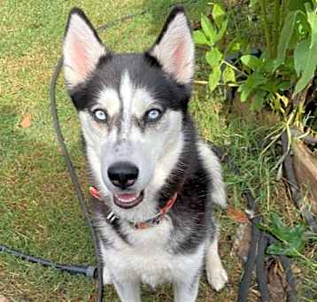 Photo of Evelyn the Husky