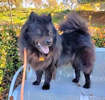 Photo of Smokey