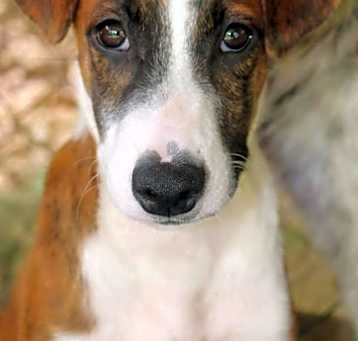 Photo of ALEXIS (male)