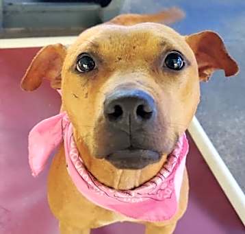 Photo of Kahlua