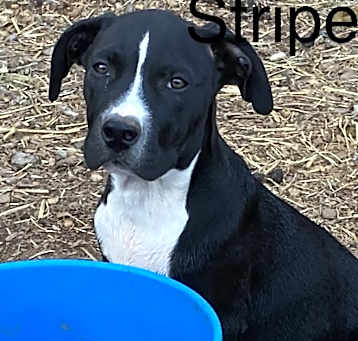 Photo of Stripe