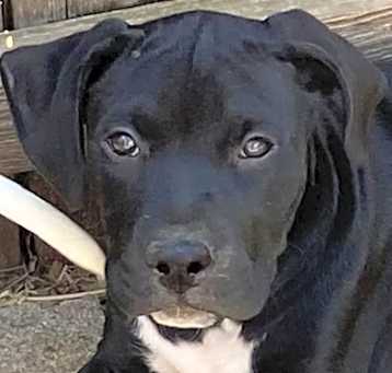 Photo of Big Boy