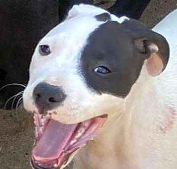Photo of Patch