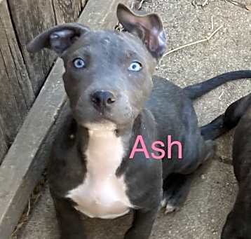 Photo of Ash