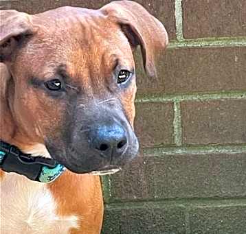 Photo of Odie