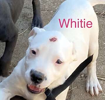Photo of White