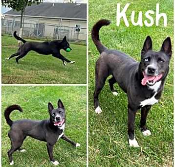 Photo of Kush