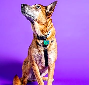 Photo of Tori