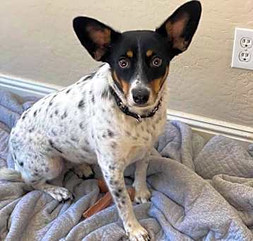Photo of Phoenix
