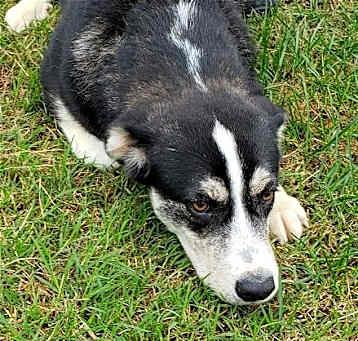 Photo of Indigo