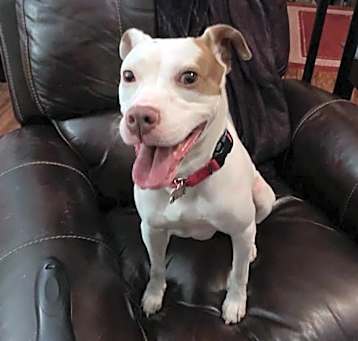 Photo of Patches