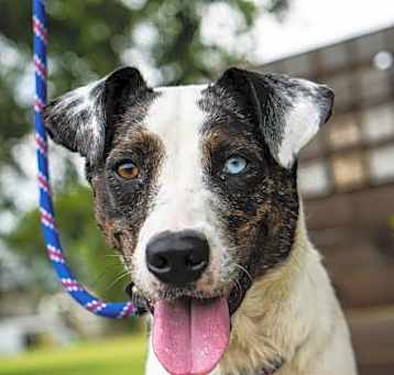 Photo of Willow