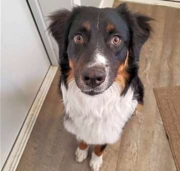 Photo of Toby