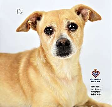 Photo of Pal