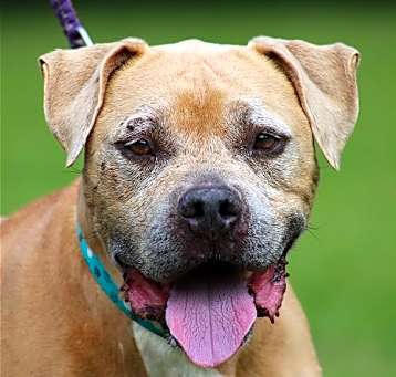 Photo of Ludo - Fostered