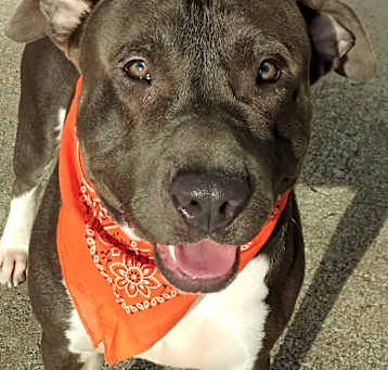 Photo of BLUE - What a mellow boy!