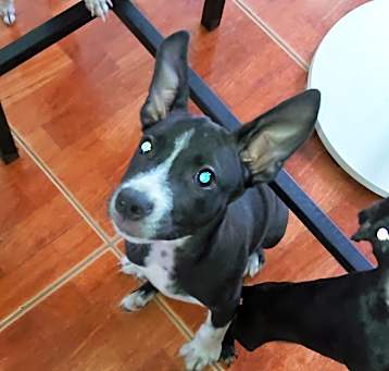 Photo of Violet