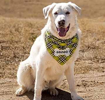 Photo of GRINGO