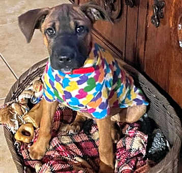 Photo of Otto
