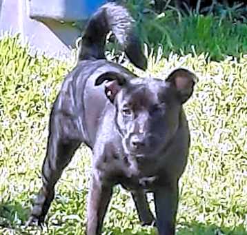 Photo of Champ