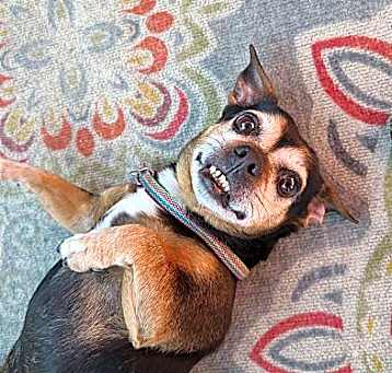 Photo of Hopper