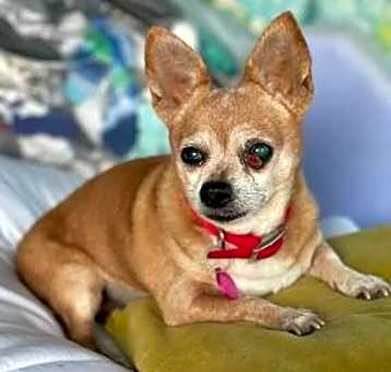 Photo of Daisy