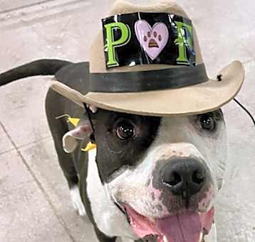 Photo of COLUMBO