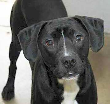 Photo of Diesel