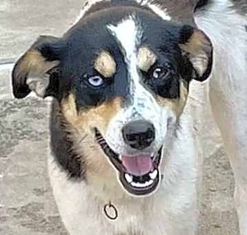 Photo of Bleu Okie