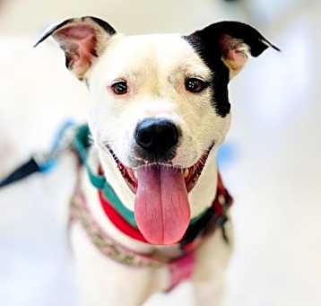 Photo of Nellie