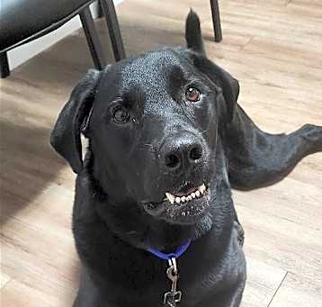 Photo of Rex