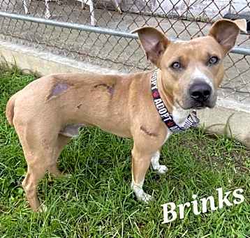 Photo of BRINKS