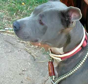 Photo of BlueBelle