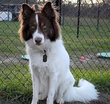 Photo of Enzo