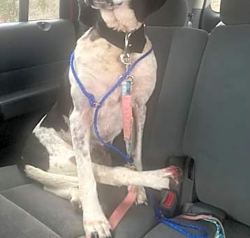 Photo of Sadie
